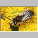 Colletes sp - Seidenbiene m04 7-8mm.jpg